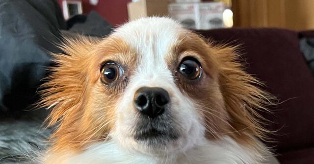 My Dog is Afraid of Thunderstorms