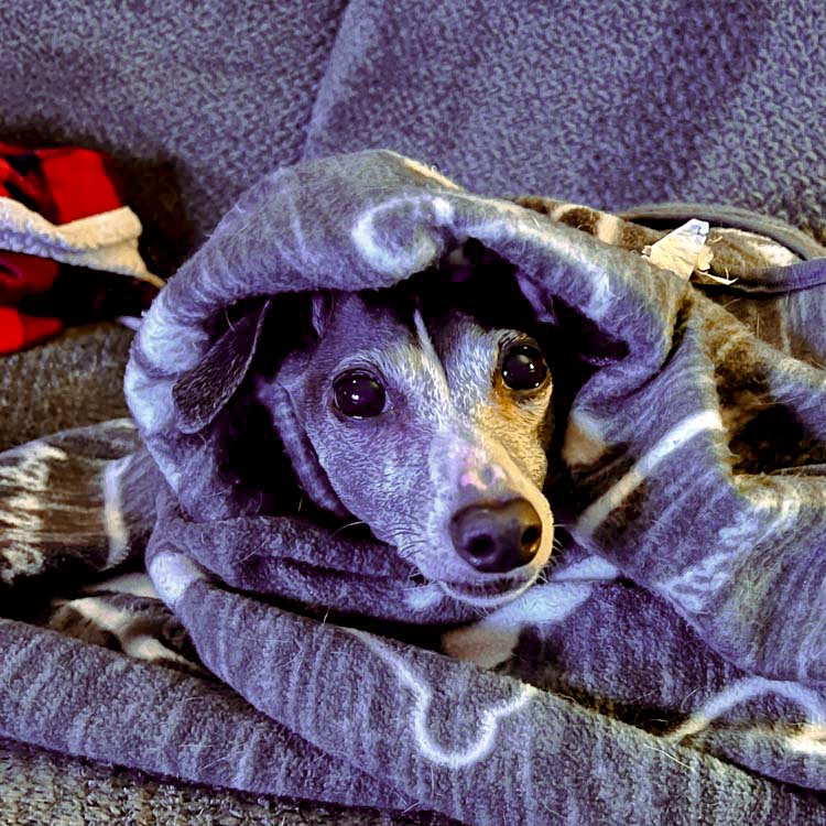 Puppy is afraid of Thunderstorms