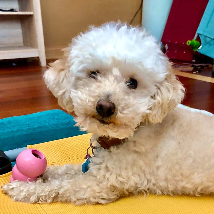 obedience with treats or a stuffed Kong to distract during storms