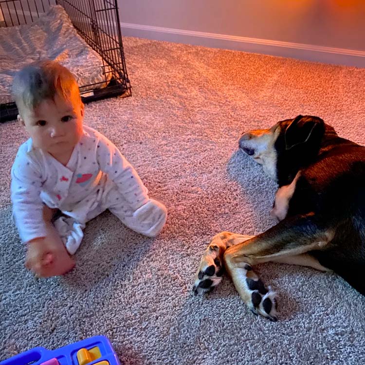 Dog calm and relaxed because his space is respected
