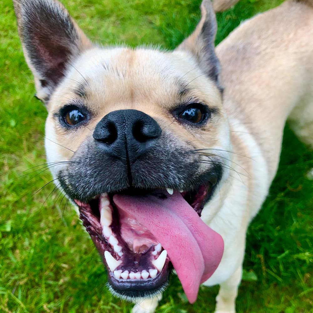 Dog overheating signs and prevention - Canine Peace of Mind