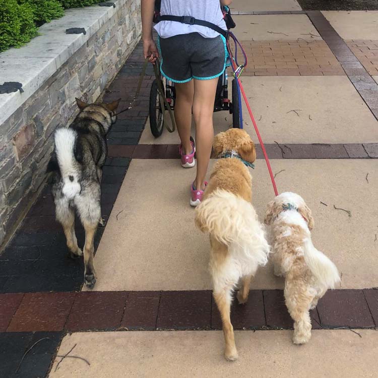 Walk the dogs with an empty stroller