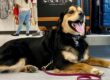 Dog overheating signs and prevention - Canine Peace of Mind