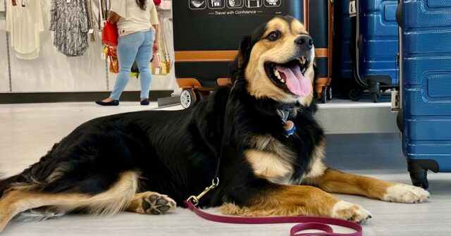 Dog overheating signs and prevention - Canine Peace of Mind