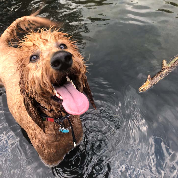 Summer activities - dog overheating prevention