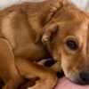Conscious Choice - How your energy affects your dogs behavior