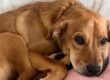 Conscious Choice - How your energy affects your dogs behavior