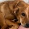 Conscious Choice - How your energy affects your dogs behavior