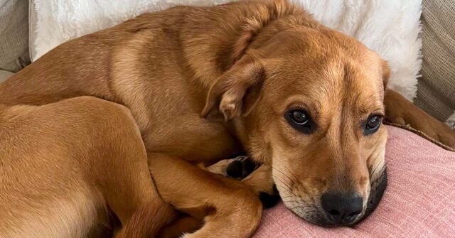 Conscious Choice - How your energy affects your dogs behavior