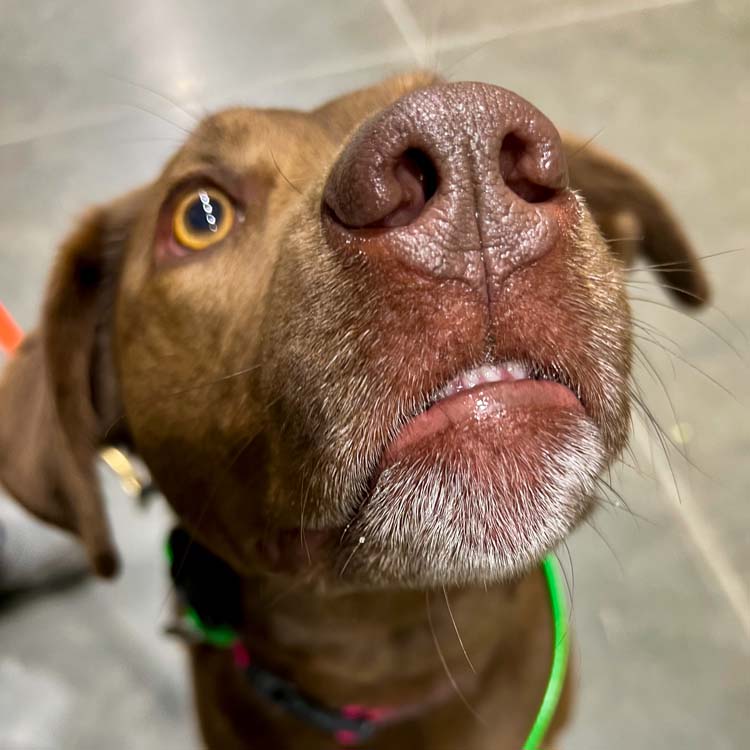 Canine Peace of Mind Begins with Conscious Choice