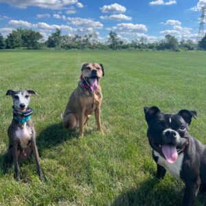 Meet the Team of Canine Peace of Mind Dog Trainers