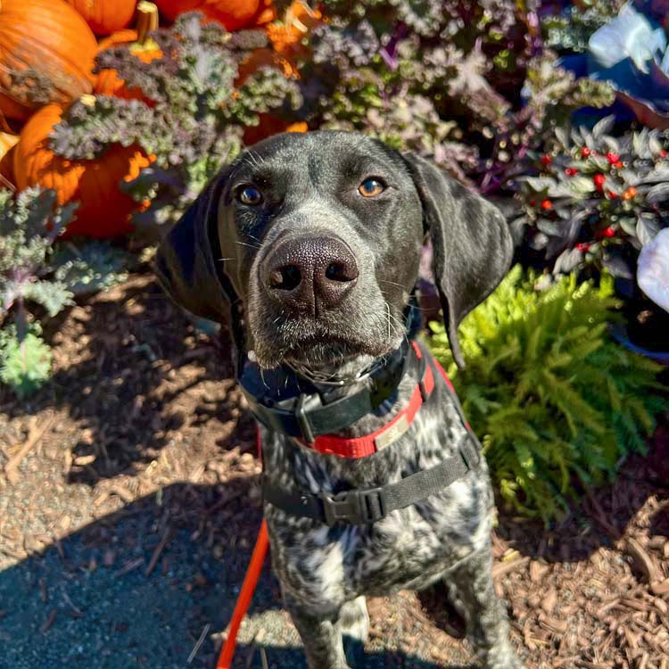 Dog Trick or Treating Advice - Always Use a Leash and Collar