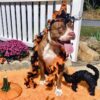 Taking Your Dog Trick or Treating on Halloween