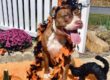 Taking Your Dog Trick or Treating on Halloween