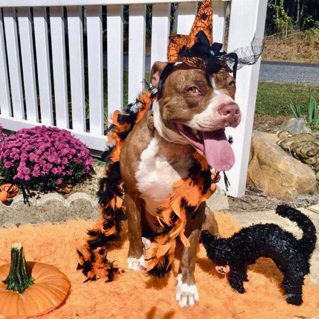 Taking Your Dog Trick or Treating on Halloween