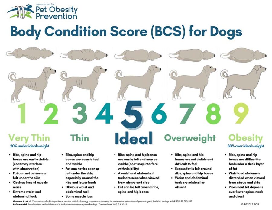 How To Tell If Your Dog Is Overweight - Canine Peace Of Mind