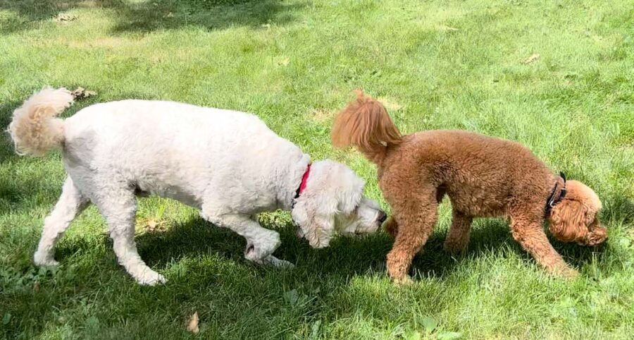 Getting Your Dog to a Healthy Weight