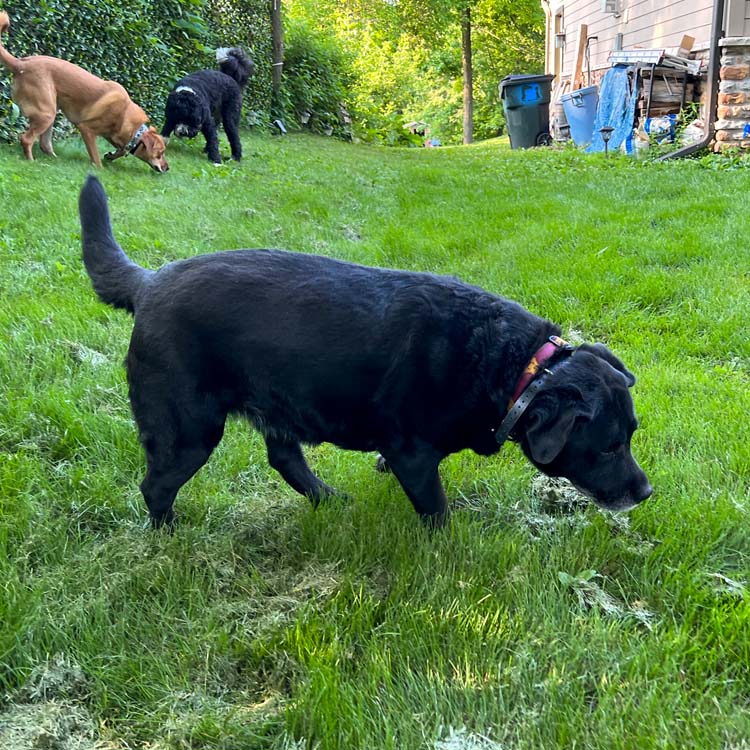 How to tell if your dog is overweight